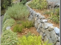 Drought resistant and deer resistant planting in the terraced areas