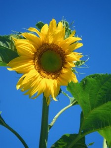 Edible Plants include the Giant Sunflower