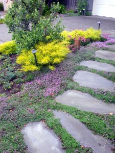 Thyme between stepping stones Thyme in the edible landscape
