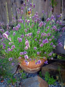 lavender in the Edible landscape