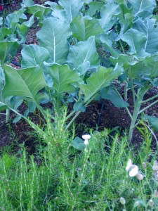 Broccoli for greens and seed