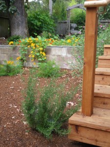 rosemary in the edible landscape