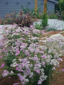 Yarrow in the edible landscape