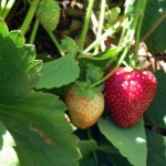 Strawberries