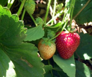 Strawberries