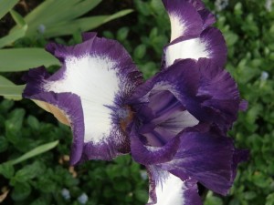 Tubers of bearded iris can be planted in Fall or Spring