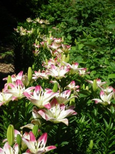 Lillies in the garden