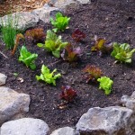 Lettuce seedlings can be planted in winter