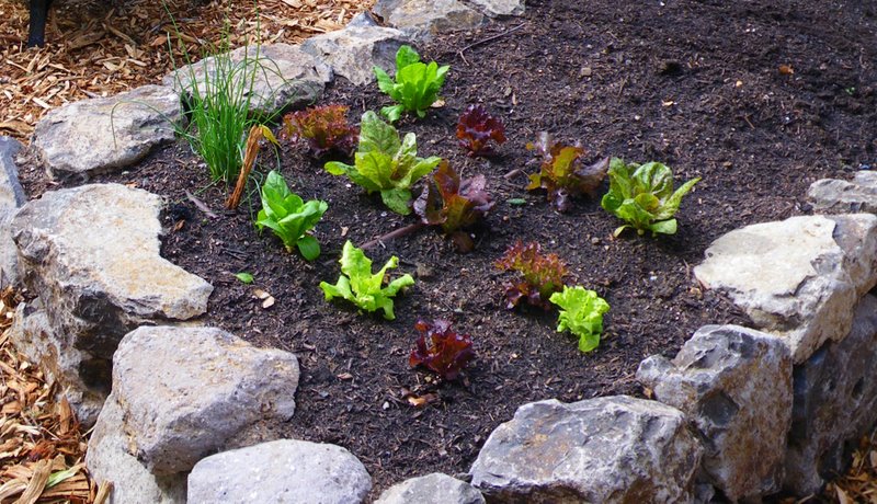 Lettuce seedlings can be planted in winter
