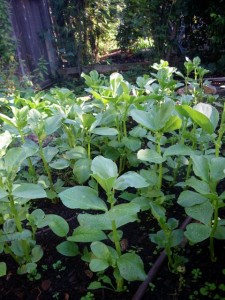 Fast growing fava beans cover quickly