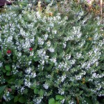 winter savory - Satureja montana