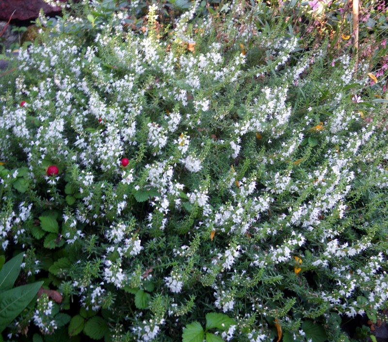 winter savory - Satureja montana