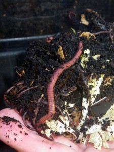 Earthworms in compost