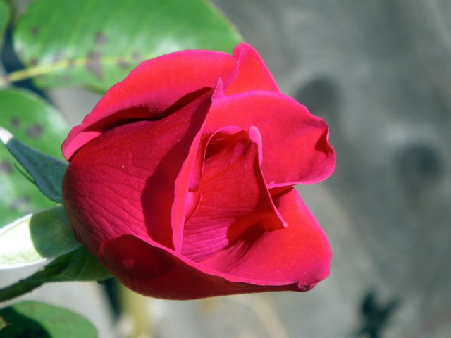 Red Rose in Winter
