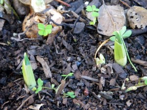 Bulbs coming up in December