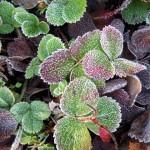 Frost on strawberries