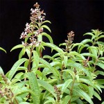 Lemon Verbena in flower