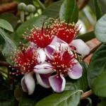 Pineapple Guava - A great shrub for your Edible Landscape