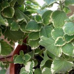 Oregano variegated