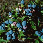 blueberris grow in many climates and are beautiful, delicious and healthy