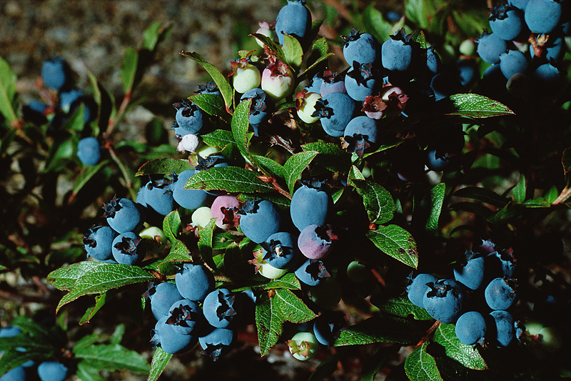 blueberris grow in many climates and are beautiful, delicious and healthy