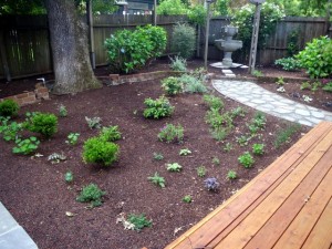 A mixed herb and ornamental garden