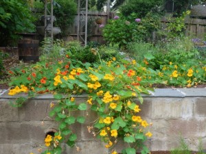 Nasturtiums cascading over wall