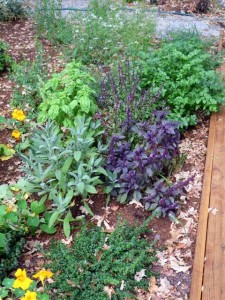 Salvia, basil, parsley and thyme 