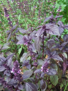 Purple and Green Basil