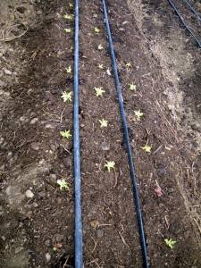 Drip irrigation, raised beds and intensive planting