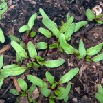 Healthy, hardy beets germinating outdoors