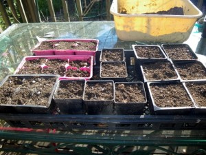 filled seed containers