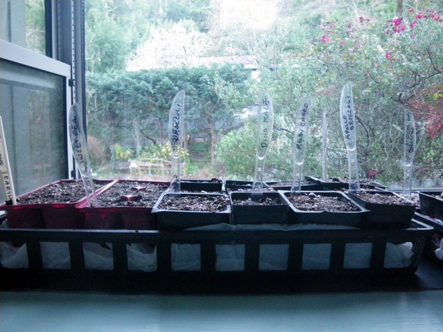 sowing seeds sowing seeds