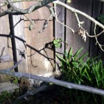 Easy Fruit Tree Pruning Tips