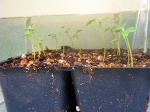 Leggy seedlings need more light