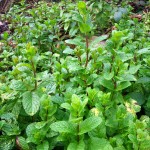 Mint in the garden