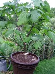 Fig in a container