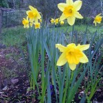 Spring flowers