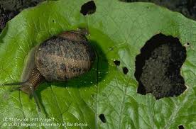 snail damage to leaf