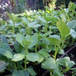 A Great Organic Fertilizer for Your Edible Landscape - Legumes