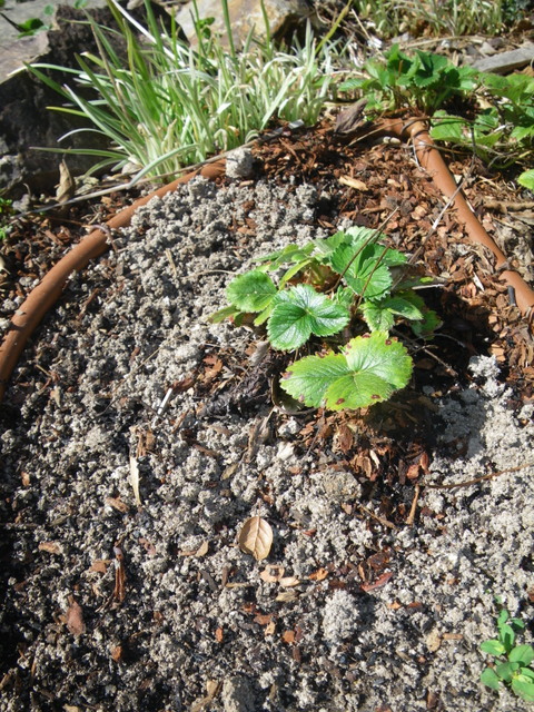 Wood Ash Edible Landscaping Made Easy With Avis Licht