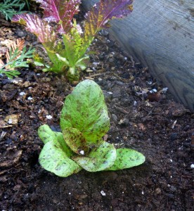 lettuce newly planted