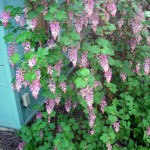 Pink flowering currant