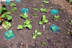 Protect your seedlings from bird damage