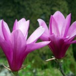 Magnolia stellata 'Royal Star'