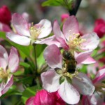 Crab Apple Blossom with bee