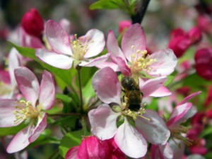 Crab Apple Blossom with bee