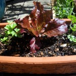 Lettuce and parsley in a pot