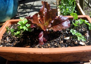 Lettuce and parsley in a pot