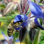 Honey bee in borage